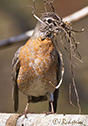 Turdus migratorius